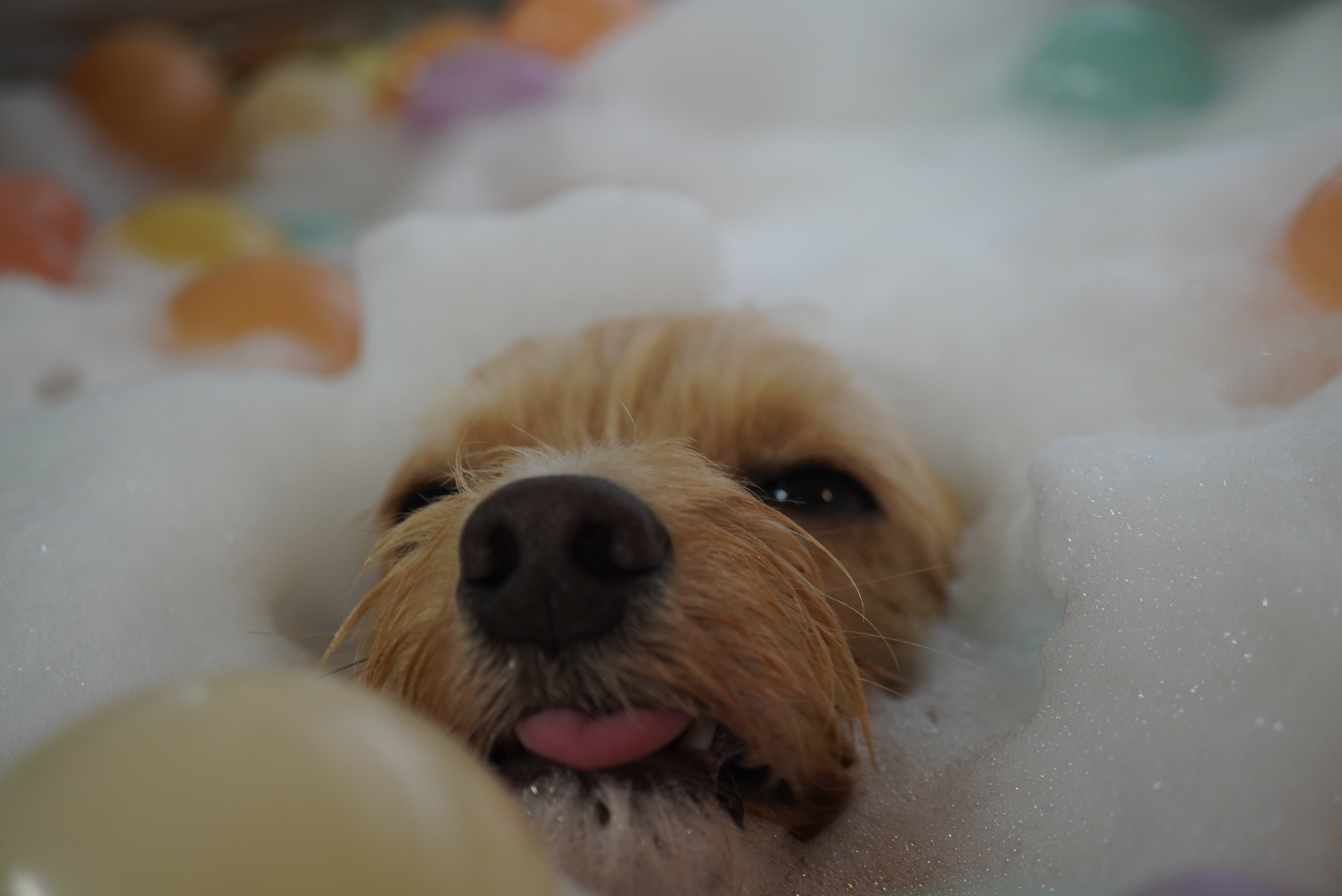 愛犬を癒す、特別な温浴ケア