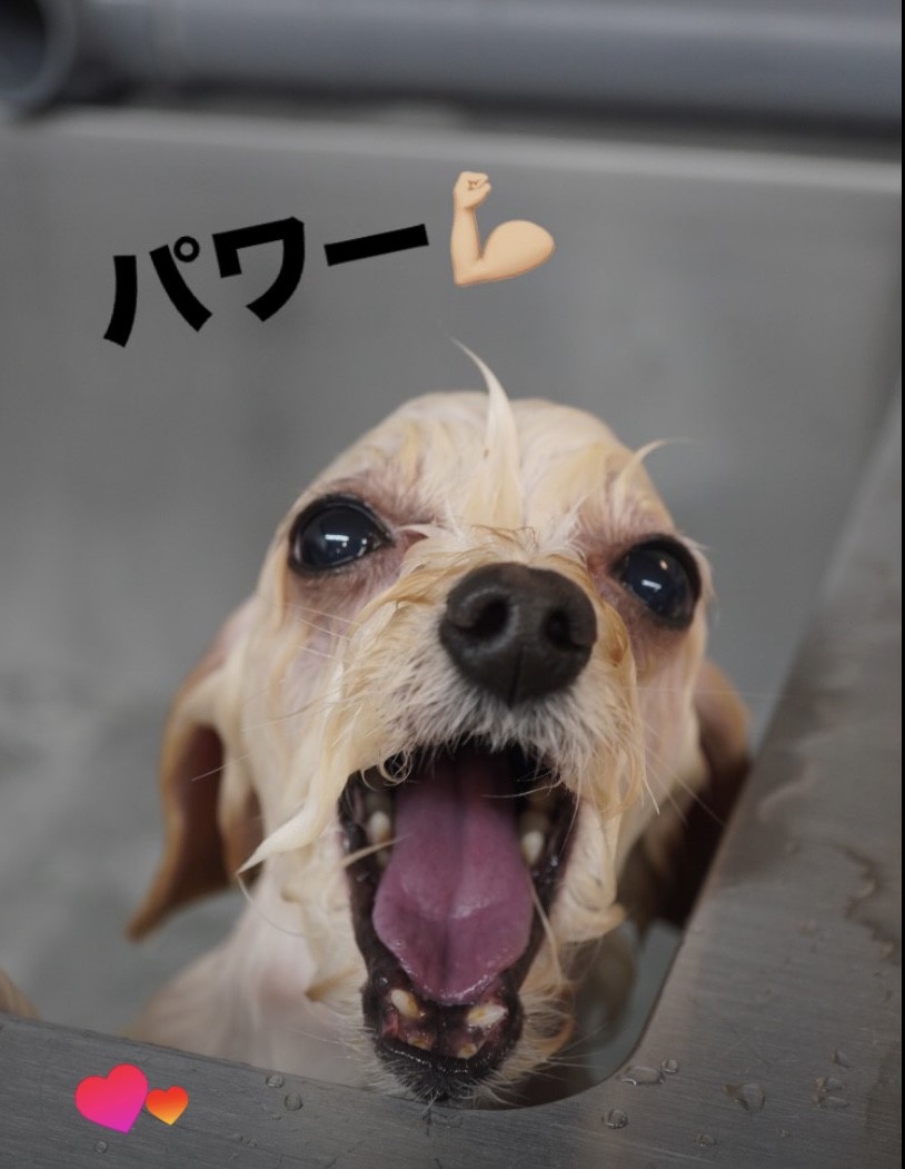 コるうの酵素ジャグジー＆シャンプーマシーン✨