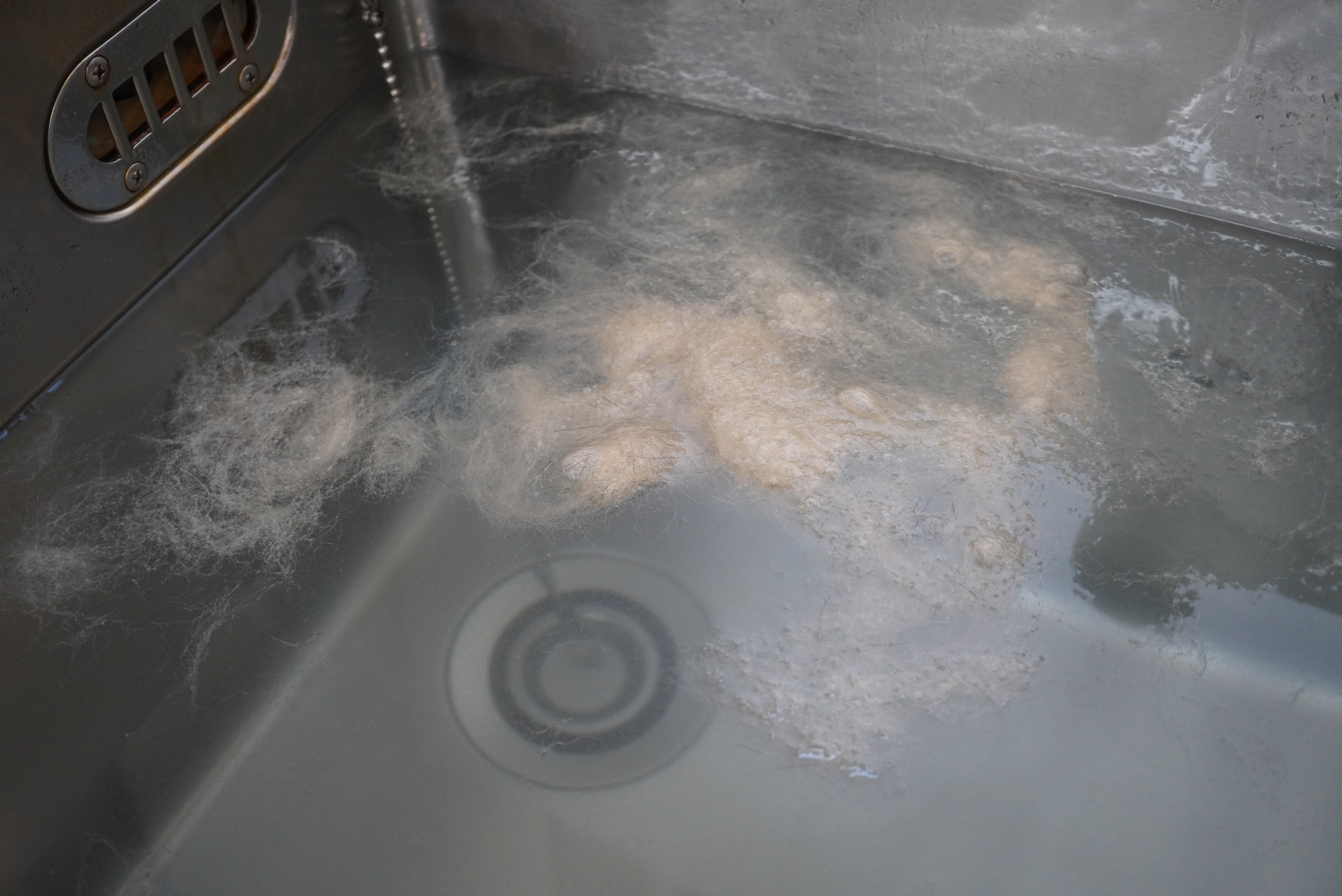 換毛期のシーズンがやってきます🍂