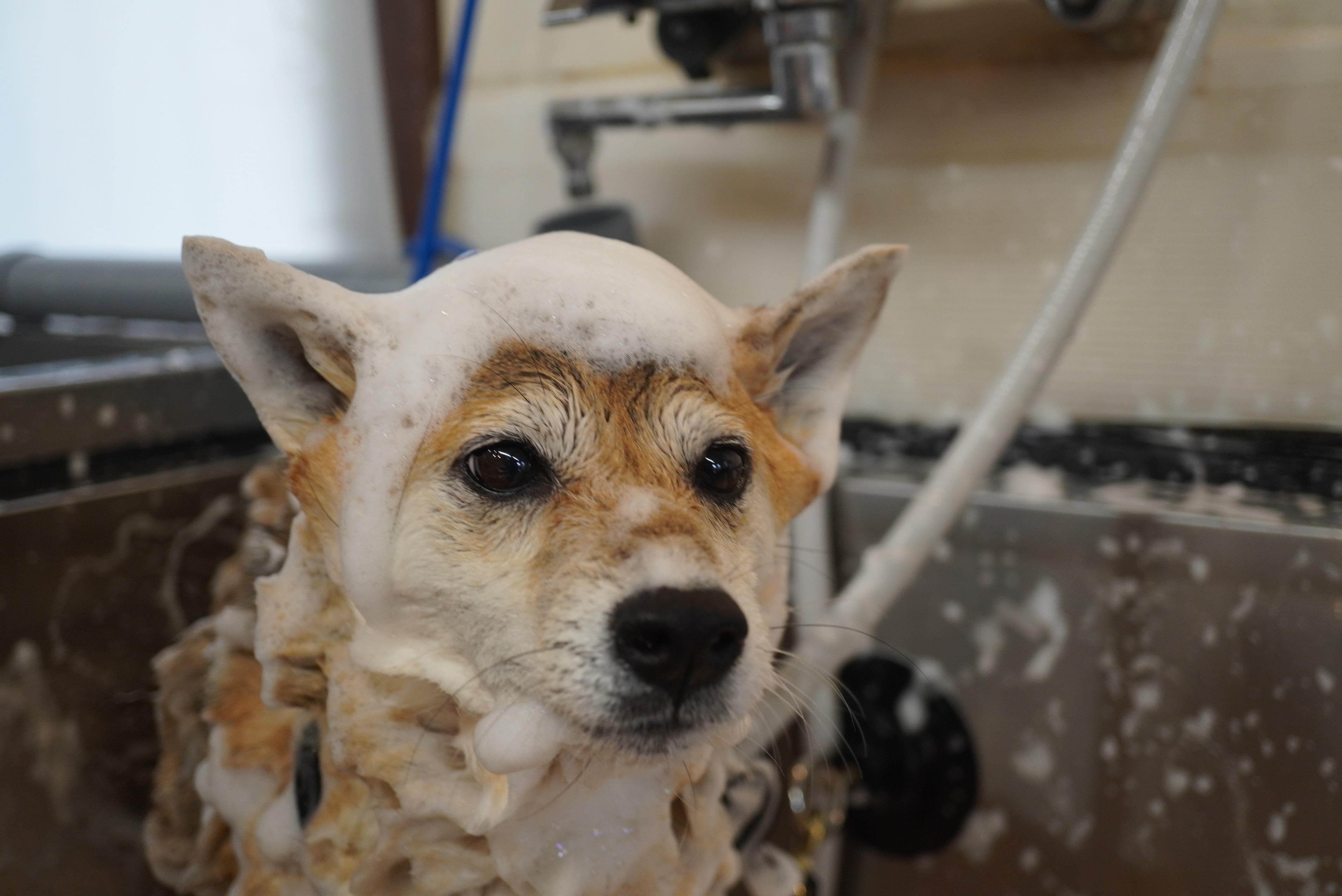 換毛期のシーズンがやってきます🍂