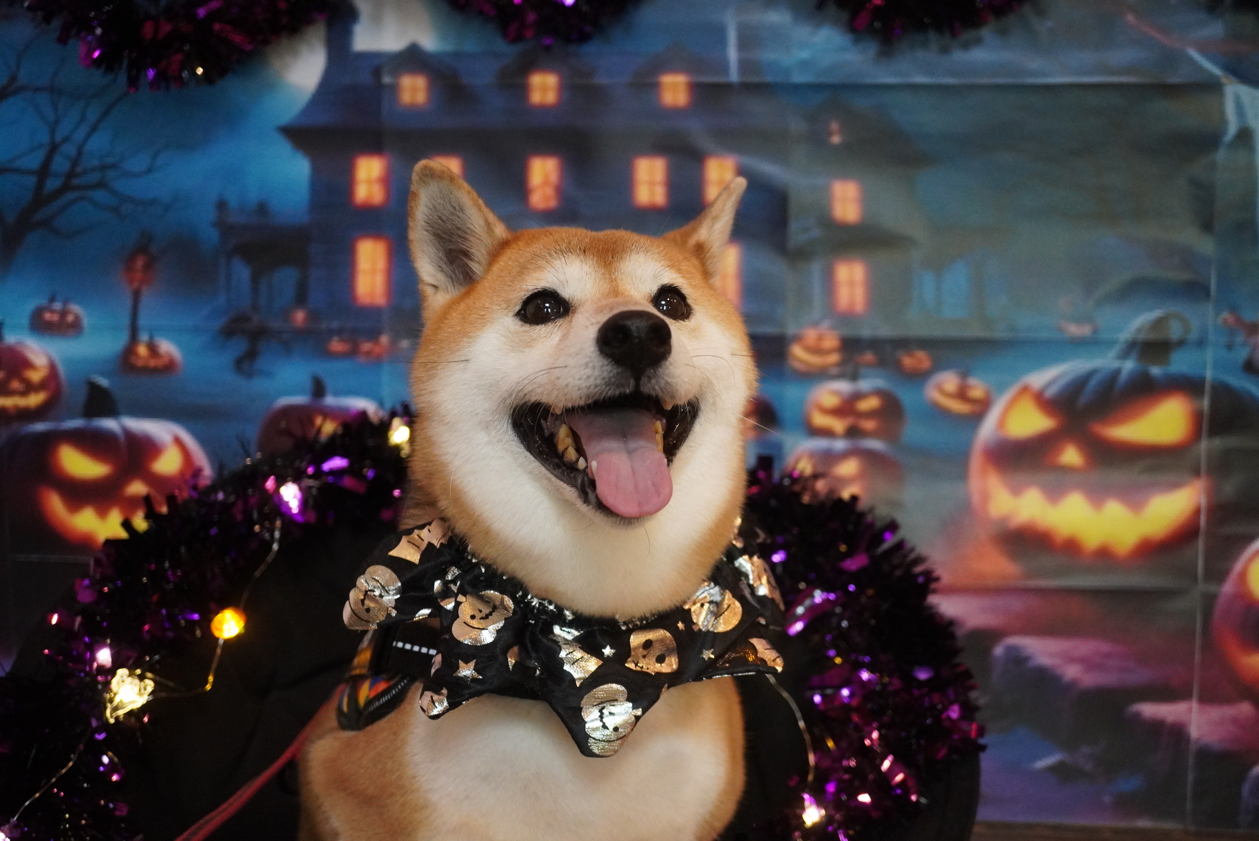 換毛期のシーズンがやってきます🍂