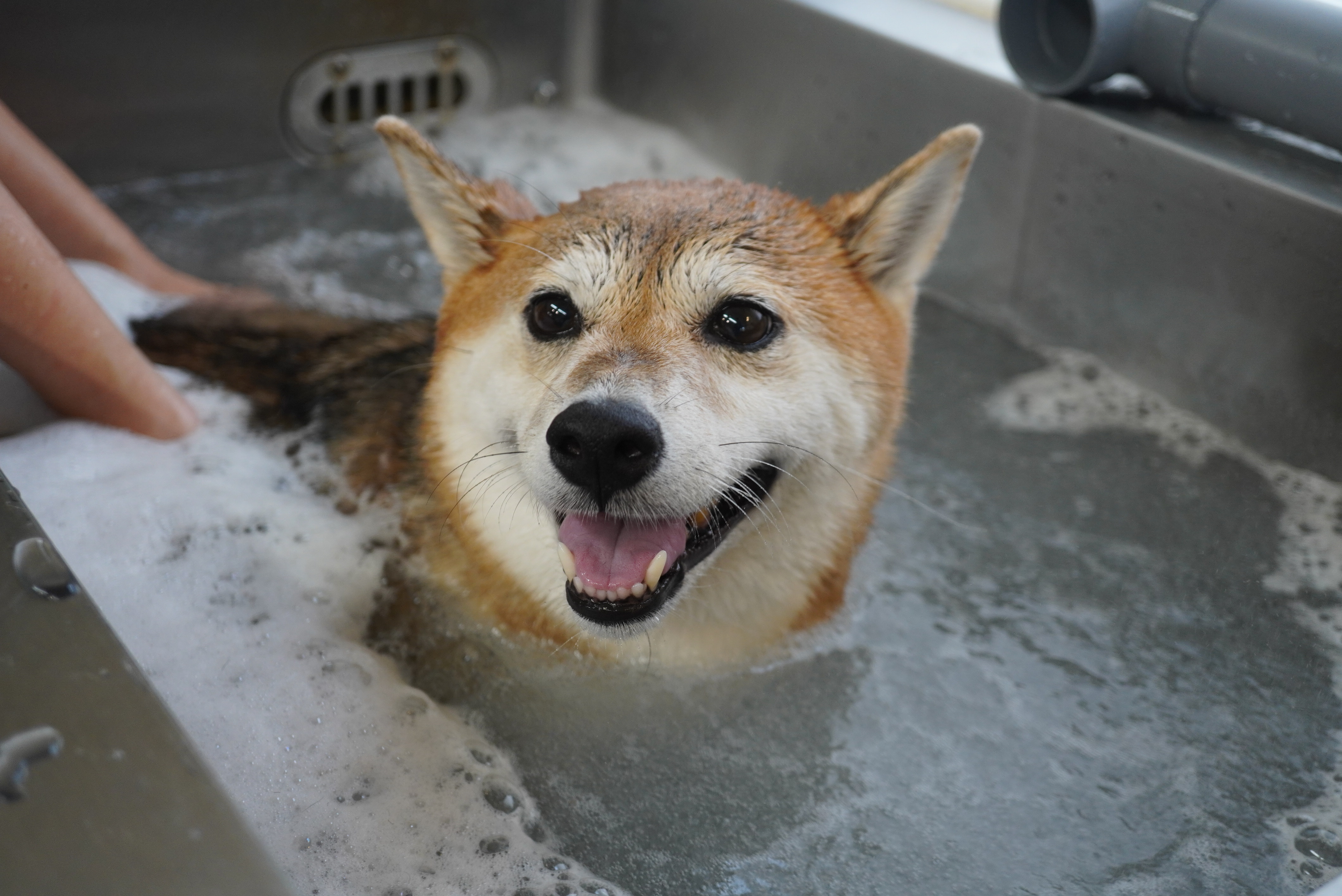 換毛期のシーズンがやってきます🍂