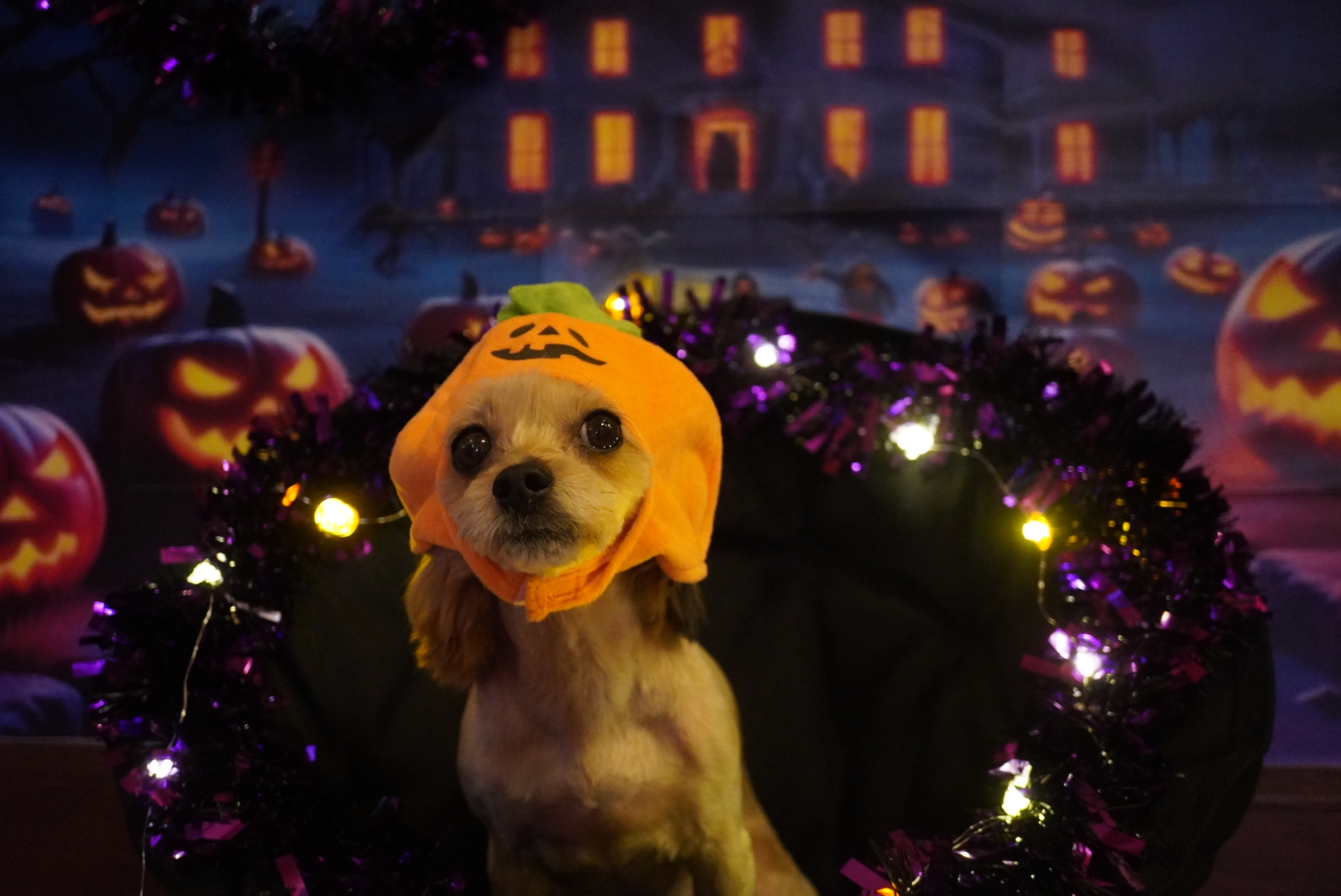 🎃フォトブース変わりました🎃
